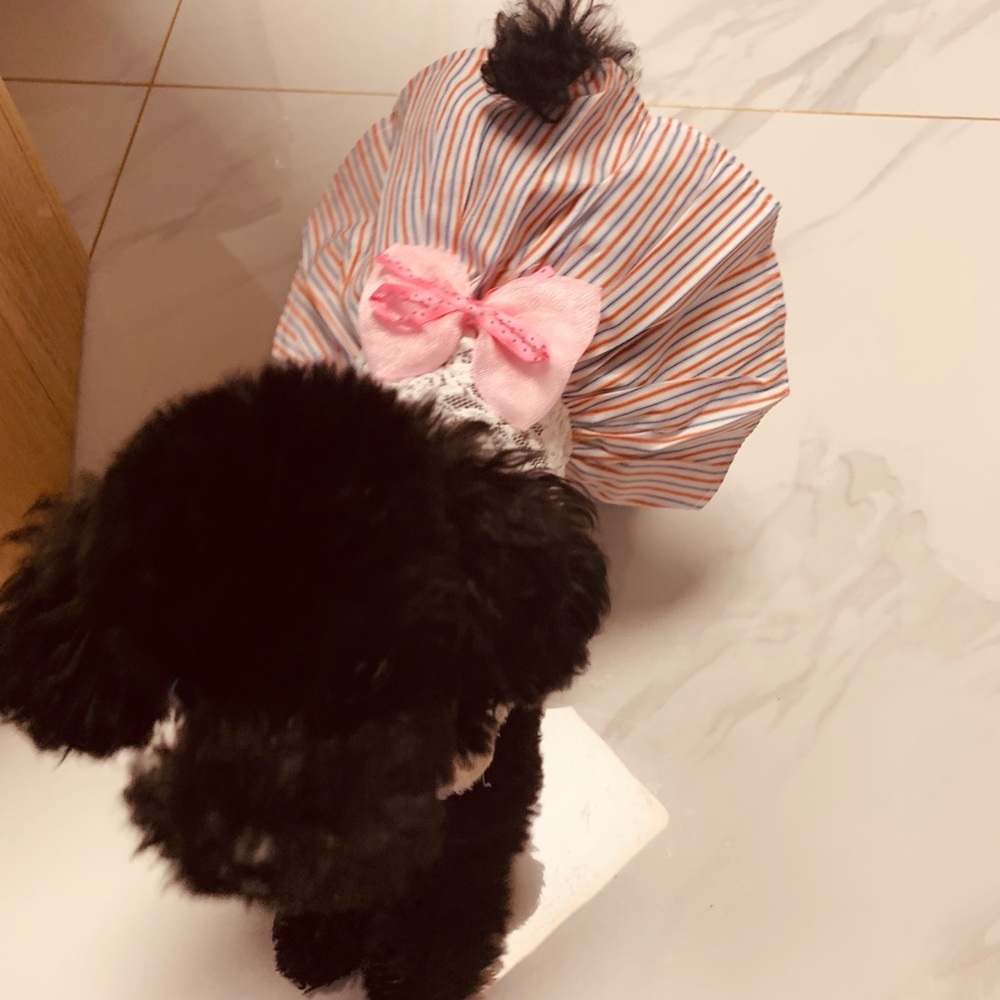 pet dresses set for sale - Picture 6 of 8